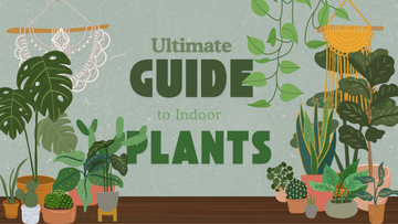 Ostateczny przewodnik po roślinach doniczkowych dla każdego poziomu